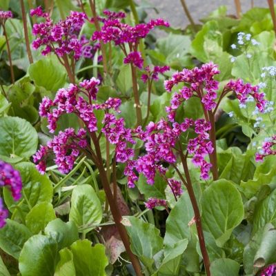 Бадан Абендглют - Dolina-Sad.Ru