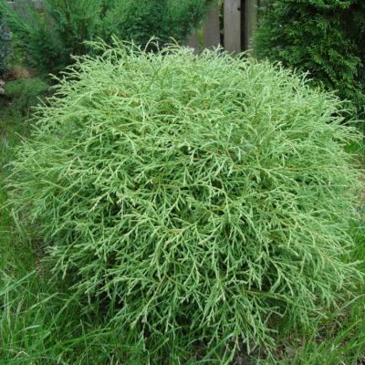 Туя западная Мистер Боулинг Болл, С2 Туя западная Мистер Боулинг Болл, С2 - Dolina-Sad.Ru