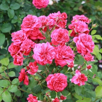 Роза Сангрия в горшке - Dolina-Sad.Ru