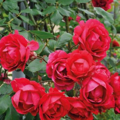 Роза Полс Скарлет Роза Полс Скарлет - Dolina-Sad.Ru