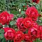 Роза Полс Скарлет Роза Полс Скарлет - Dolina-Sad.Ru