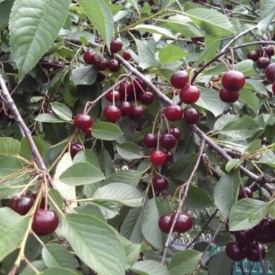 Вишня Малышка Вишня Малышка - Dolina-Sad.Ru