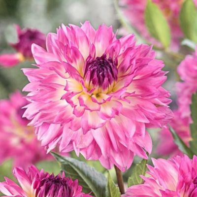 Георгина Кордесса Георгина Кордесса - Dolina-Sad.Ru