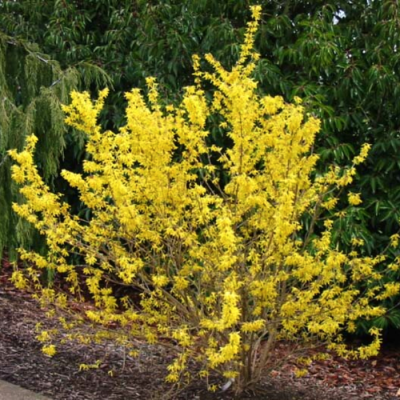 Форзиция овальная Спринг Глори Форзиция овальная Спринг Глори фото