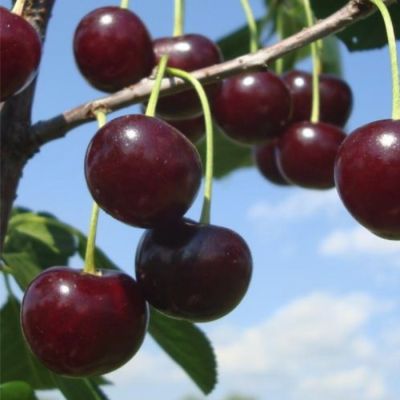 Вишня Малышка Вишня Малышка - Dolina-Sad.Ru