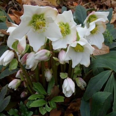 Морозник Нигер Морозник Нигер фото