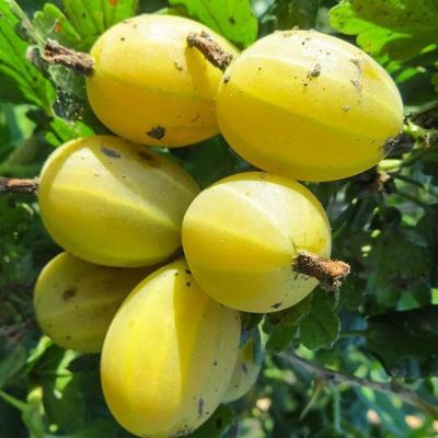 Крыжовник Куршу Дзинтарс Крыжовник Куршу Дзинтарс фото