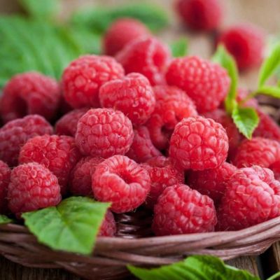 Малина Евразия/Ремонтантная Малина Евразия/Ремонтантная фото