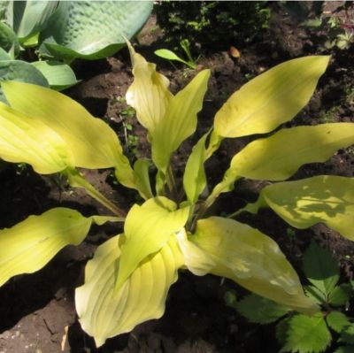 Хоста Липсик Блонд Хоста Липсик Блонд - Dolina-Sad.Ru