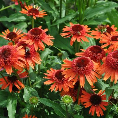 Эхинацея Каррот Кейк - Dolina-Sad.Ru