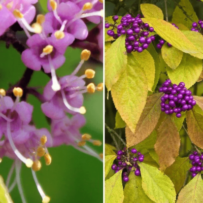 Красивоплодник бодиньера Жиральда 1 Красивоплодник бодиньера Жиральда 1 фото