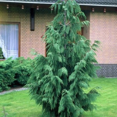 Кипарисовик Нутканский Пендула Кипарисовик Нутканский Пендула фото