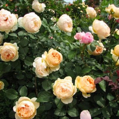 Роза Джуд де Обскур Роза Джуд де Обскур - Dolina-Sad.Ru