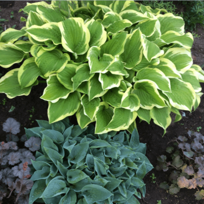 Хоста Пилгрим фото