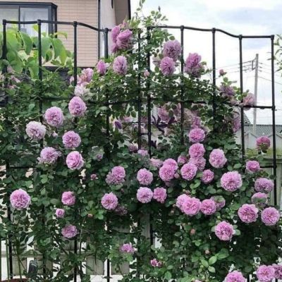 Роза Клайминг Си-Си Роза Клайминг Си-Си - Dolina-Sad.Ru