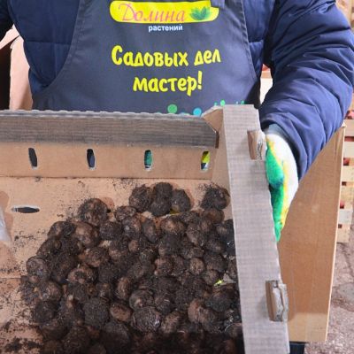 Бегония Фимбриата Еллоу Бегония Фимбриата Еллоу фото