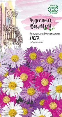 Брахикома Иберисолистная Нега* "Чудесный балкон" Брахикома Иберисолистная Нега* "Чудесный балкон" фото