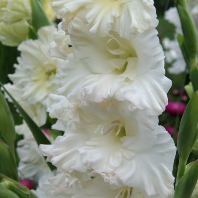 Гладиолус Димитрий Солунский Гладиолус Димитрий Солунский - Dolina-Sad.Ru