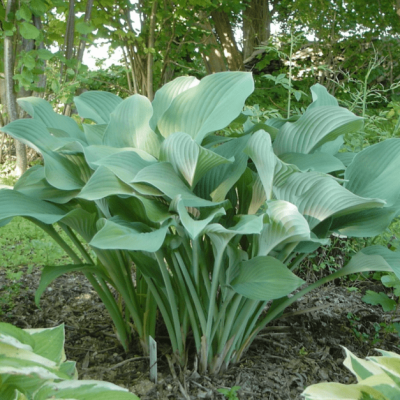 Хоста Кросса Регал фото