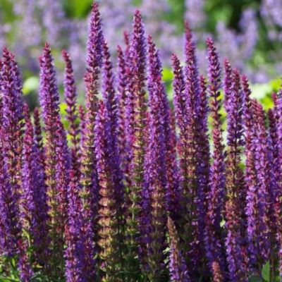 Шалфей дубравный Аметист , P9 Шалфей дубравный Аметист , P9 фото