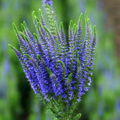 Вероника колосковая Блю Эксплоужен Вероника колосковая Блю Эксплоужен - Dolina-Sad.Ru