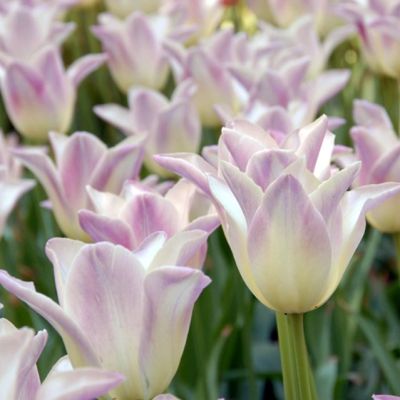Тюльпан Элегант Леди Тюльпан Элегант Леди фото