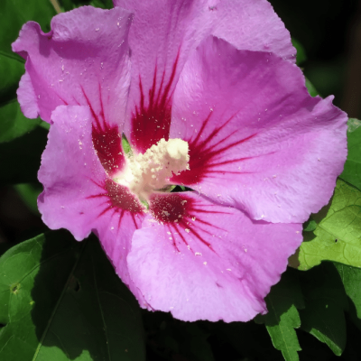 Гибискус сирийский Вудбридж Гибискус сирийский Вудбридж фото