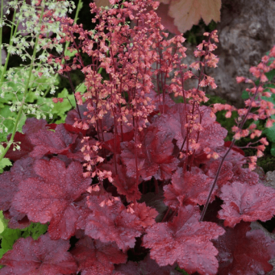 Гейхера Черри Кола , С1,5 фото