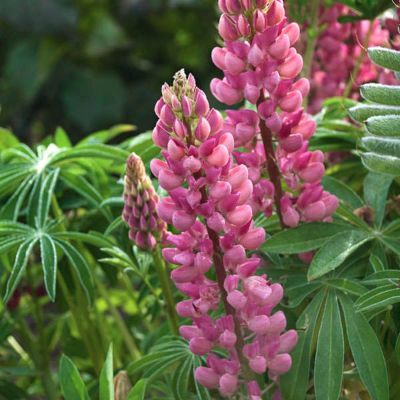 Люпин Пинк Люпин Пинк - Dolina-Sad.Ru