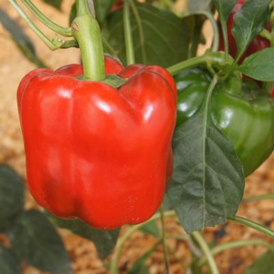 Перец Аристотель F1(Aristotle X3R), (Seminis/Голландия) фото