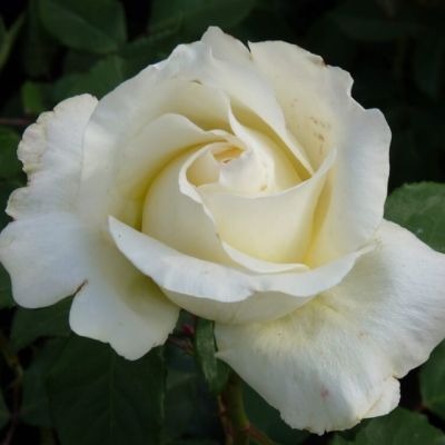 Роза Паскаль Роза Паскаль - Dolina-Sad.Ru