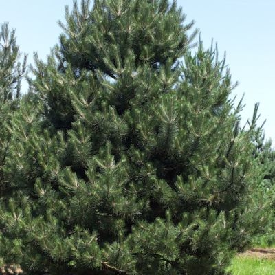 Сосна черная/австрийская фото