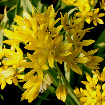 Аллиум Моли Аллиум Моли фото