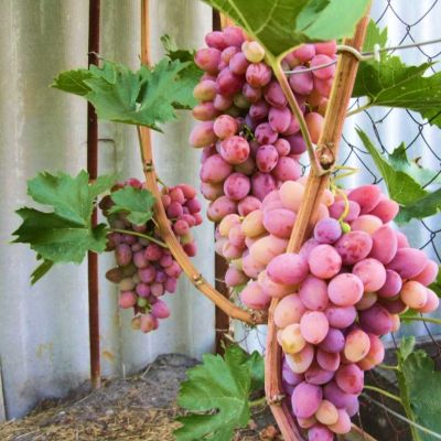 Виноград Азалия Виноград Азалия - Dolina-Sad.Ru