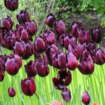 Тюльпан Винсент Ван Гог Тюльпан Винсент Ван Гог фото