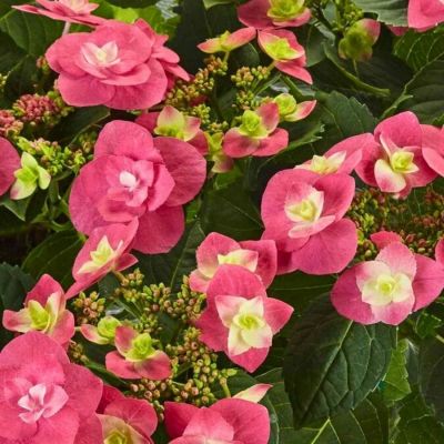 Гортензия крупнолистная Флейм Хот Пинк, С2 - Dolina-Sad.Ru