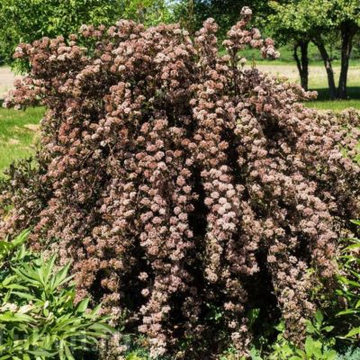 Пузыреплодник калинолистный Лаки Девил - Dolina-Sad.Ru