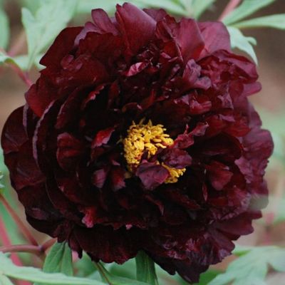 Пион древовидный Блэк Пион древовидный Блэк - Dolina-Sad.Ru