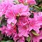 Рододендрон Гейша Пурпл Рододендрон Гейша Пурпл - Dolina-Sad.Ru