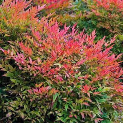 Нандина домашняя Гольфстрим Нандина домашняя Гольфстрим - Dolina-Sad.Ru