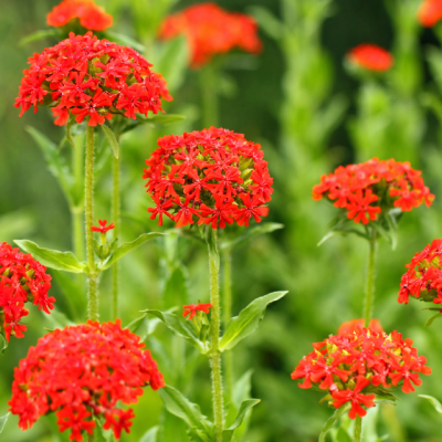 Лобелия сифилитическая Ред фото