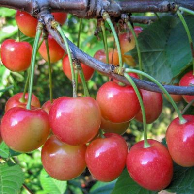 Комплект Сортов Черешни (Мускатная+Журба) Комплект Сортов Черешни (Мускатная+Журба) фото