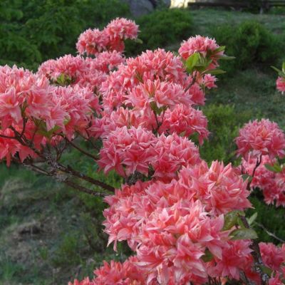 Рододендрон Хомебуш Рододендрон Хомебуш - Dolina-Sad.Ru