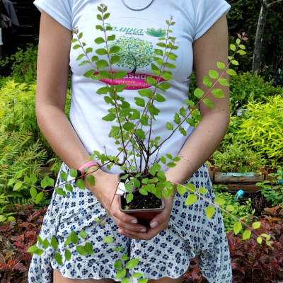 Снежноягодник Хэнкок фото