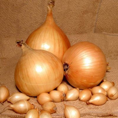 Лук-севок Сеттон F1 фото