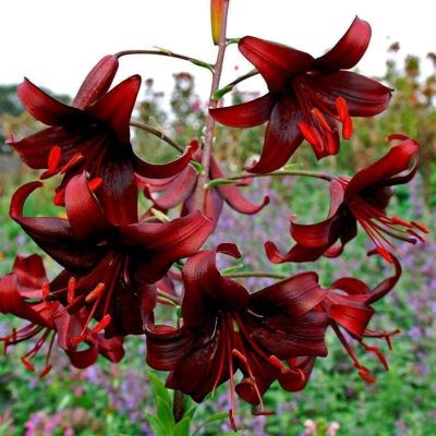 Лилия Найт Флаер Лилия Найт Флаер фото