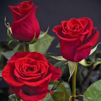 Роза Фридом Роза Фридом - Dolina-Sad.Ru