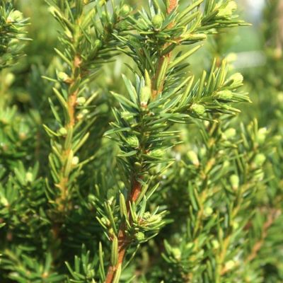 Тис средний Грин Маунтин Тис средний Грин Маунтин - Dolina-Sad.Ru