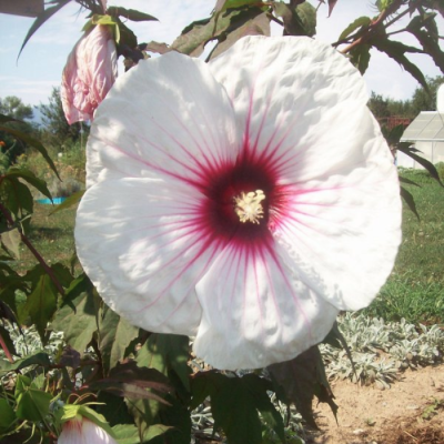 Гибискус Веселое Сердце Гибискус Веселое Сердце фото