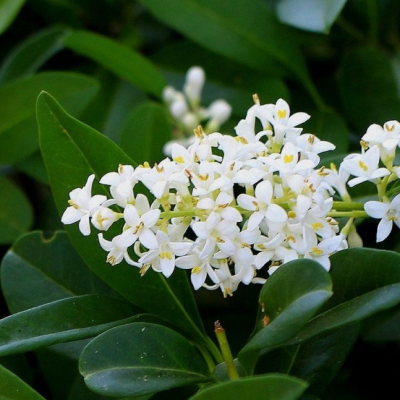 Бирючина круглолистная Массиф Бирючина круглолистная Массиф фото